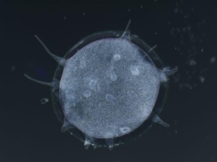 Gregarina blaberae,  parasite intestinal de la blatte Blaberus craniifer © MNHN – Laure Wasniewski et Isabelle Florent , MCAM, 2012