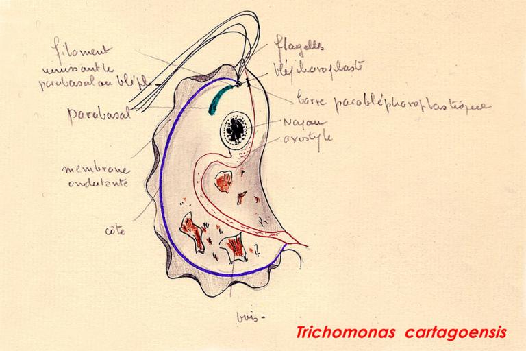 Trichomonas cartagoensis - Dessin par le Pr A Hollande © MNHN André Hollande/Philippe Grellier