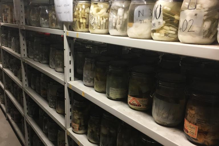 Shelf containing the vast collection of parasitic nematodes