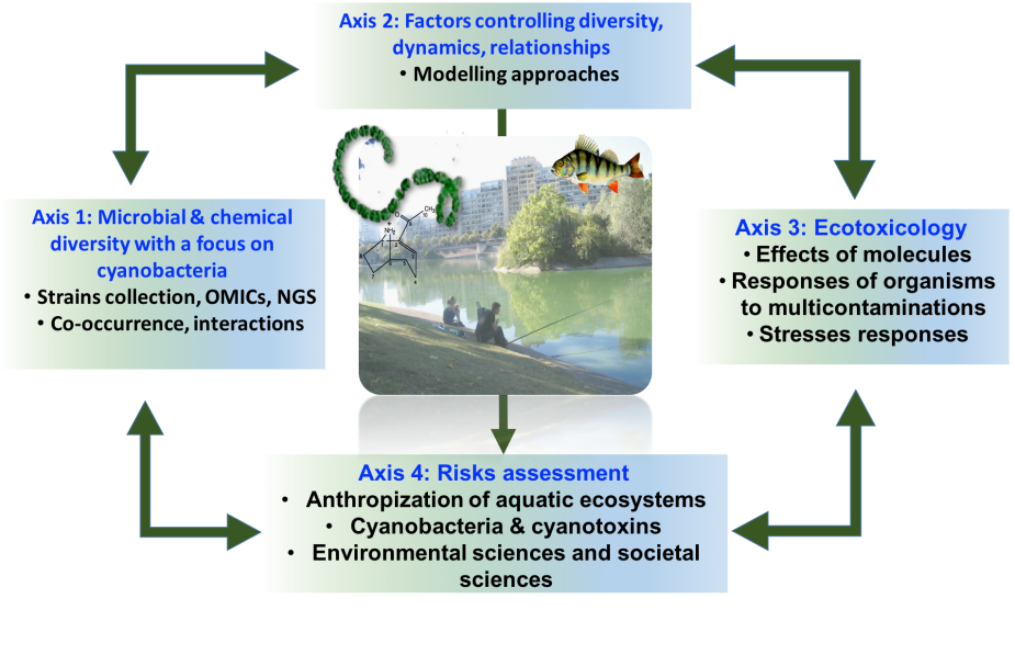 Schematic representation of the major CCE research topics (Biodiversity, ecotoxicology, and transfer of knowledge to environmental and societal sciences. The picture represents the close relationship between aquatic ecosystem (i.e. urban lake) and human pressures (i.e. fishing, urbanization). The ecological status of aquatic ecosystems has consequences on ecosystems biodiversity, ecosystem functioning and good & services of these environments (© C. Bernard, MNHN).